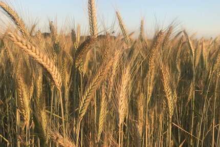 Grundstück Dötlingen / Neerstedt Neerstedt - 837.965&euro; | Angebot:25882583