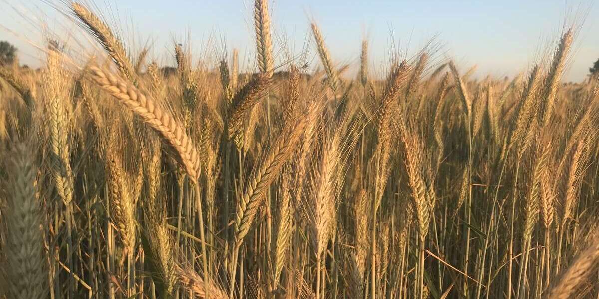 Grundstück Dötlingen / Neerstedt Neerstedt - 837.965&euro; | Angebot:25882583