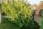 Einfamilienhaus Reichenbach/Oberlausitz Oberlausitz - 4 Zimmer, 80 m&sup2;, 25.999&euro; | Angebot:26272039