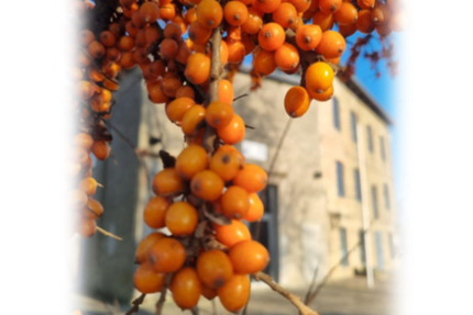 Wohnung Ferdinandshof - 3 Zimmer, 67 m&sup2;, 422&euro; | Angebot:25178565