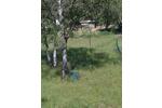 Einfamilienhaus Wiesenburg/Mark Mark - 3 Zimmer, 110 m&sup2;, 199.000&euro; | Angebot:26896550
