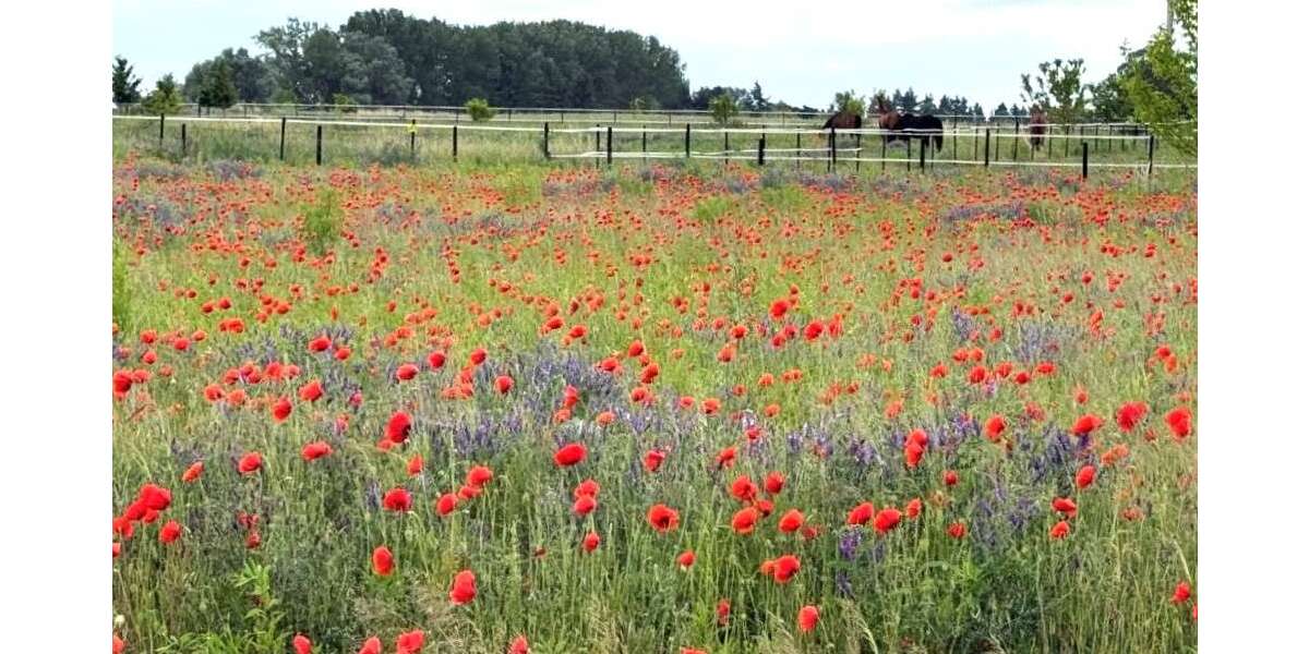 Grundstück Schwante Oberkrämer Schwante - 444.500&euro; | Angebot:25065341