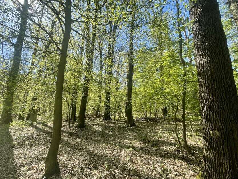 Grundstück in Machern 93.000 € 4203 m²
