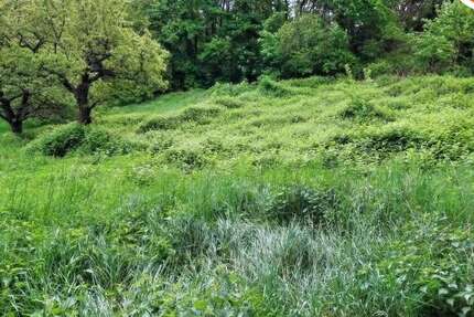 Grundstück zu verkaufen in Dannenfels 99.500 € 1185 m² zimmer