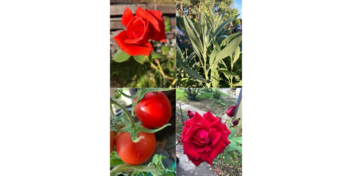 Grundstück Rostock - 7.000&euro; | Angebot:25256780