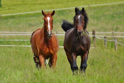 Grundstück Ahrenshagen-Daskow Daskow - 125.000&euro; | Angebot:26133643