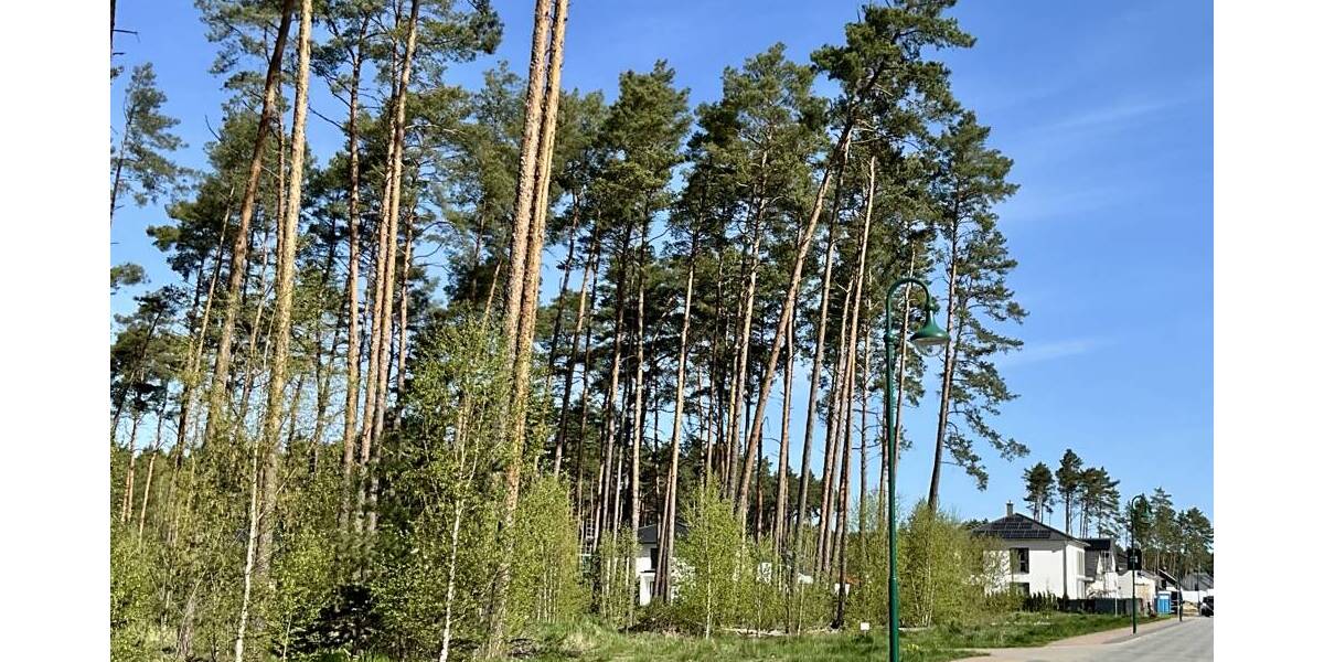 Grundstück Borkwalde / Alt Bork Alt Bork - 120.000&euro; | Angebot:26438817