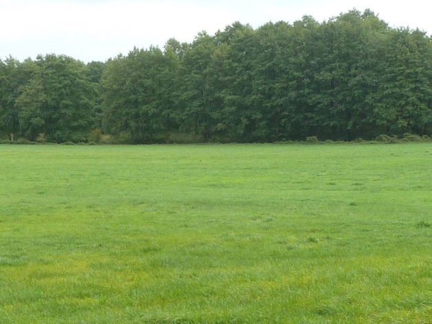 Alleinlage mit 100 qm Haus, Scheunen und 92 Hektar Land - Einfamilienhaus Uckerland | Angebot:19801660