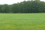 Alleinlage mit 100 qm Haus, Scheunen und 92 Hektar Land - Einfamilienhaus Uckerland | Angebot:19801660