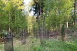 Grundstück Flossenbürg - 170.000&euro; | Angebot:26036735
