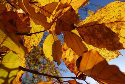 Bungalow mit Eigentumsland 1 zimmer