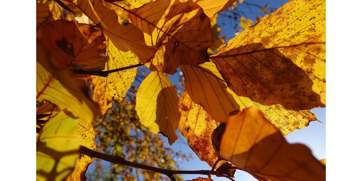 Bungalow mit Eigentumsland 1 zimmer