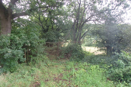 ungepflegte und ggf. belastete Holzungsfläche östlich von Bodenfelde zimmer