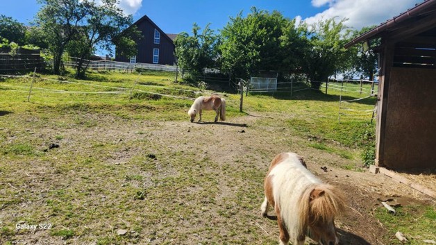 Bauernhof mit Stallungen und Ponys - Einfamilienhaus Bad Berleburg | Angebot:26996073