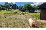 Bauernhof mit Stallungen und Ponys - Einfamilienhaus Bad Berleburg | Angebot:26996073