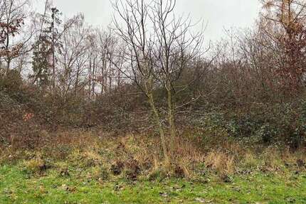 Grundstück zu verkaufen in Dannenfels 6.990 € 995 m² zimmer