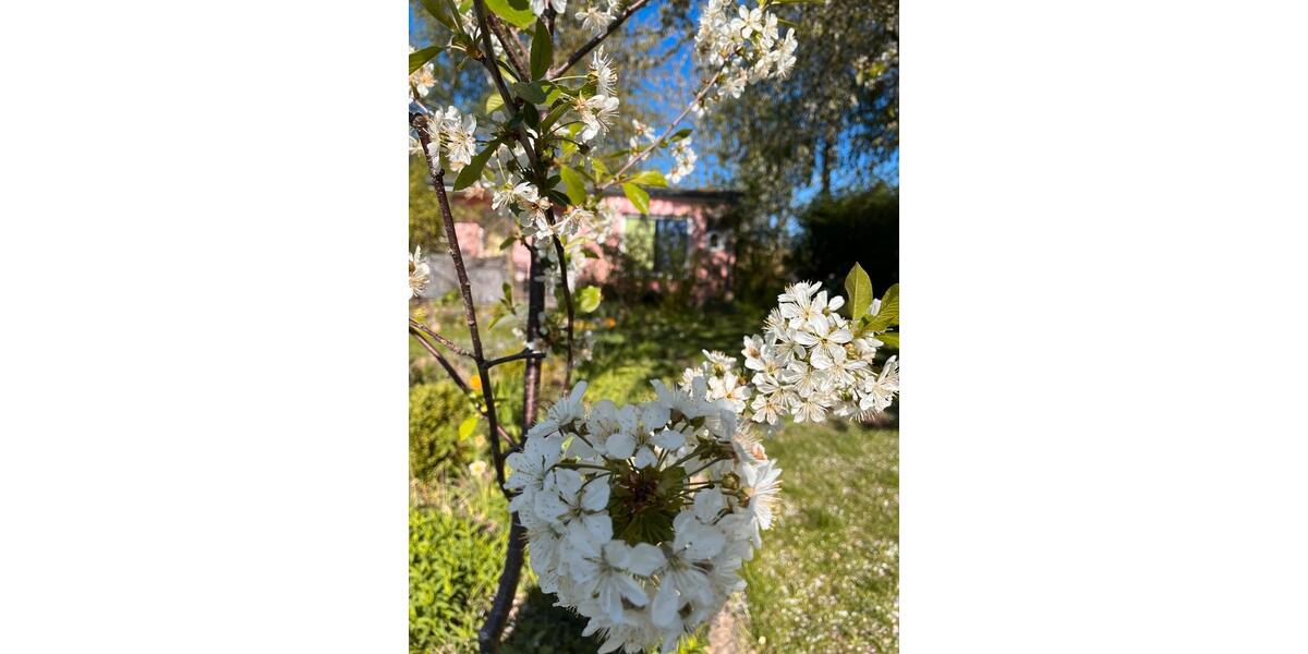Bungalow Stralsund - 2 Zimmer, 30 m&sup2;, 13.000&euro; | Angebot:27079153