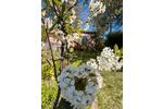 Bungalow Stralsund - 2 Zimmer, 30 m&sup2;, 13.000&euro; | Angebot:27079153