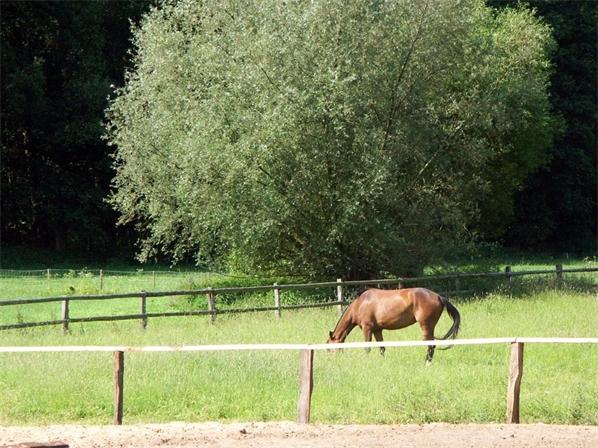 Idylle pur: Hausteil auf Resthof in Feldrandlage! 4 zimmer