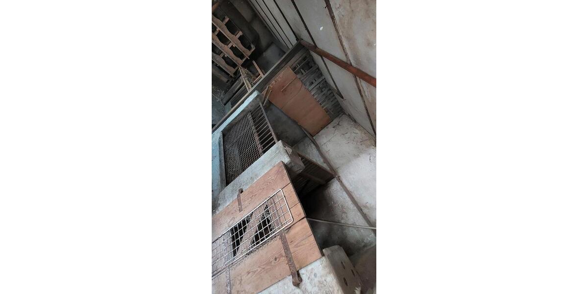 Doppelhaushälfte Strasburg (Uckermark) - 3 Zimmer, 64 m&sup2;, 133.000&euro; | Angebot:25221691