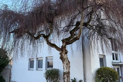 Provisionsfrei großzügige Eigentumswohnung 1.StockDG 6 zimmer