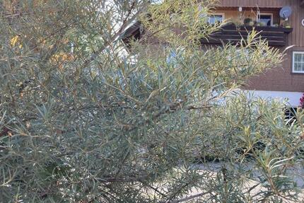 Wohn-Geschäftshaus mit großem Potenzial 14.5 zimmer