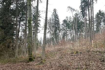 Grundstück in Weigendorf 58.000 € 24810 m² zimmer