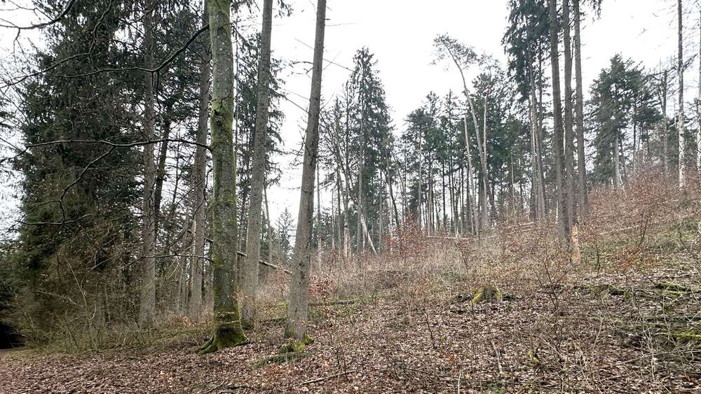 Grundstück in Weigendorf 58.000 € 24810 m² zimmer