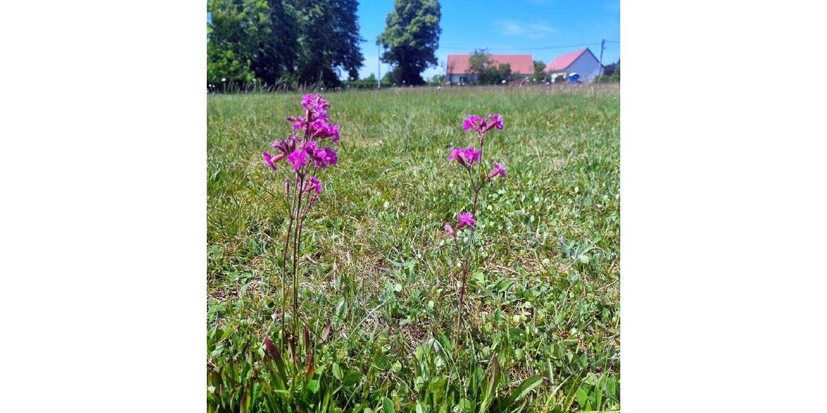 Grundstück Neißeaue OT Kaltwasser Kaltwasser - 31.500&euro; | Angebot:25681053