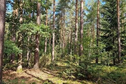 Grundstück Ziegenhain Ziegenhain - 6.400&euro; | Angebot:25301989