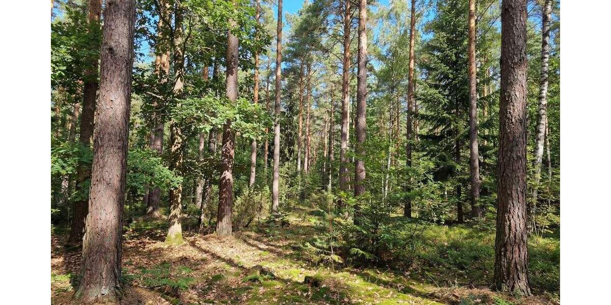 Grundstück Ziegenhain Ziegenhain - 6.400&euro; | Angebot:25301989