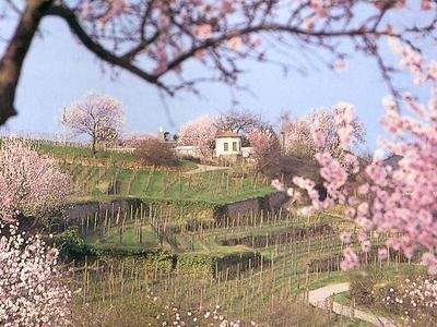 Grundstück Neustadt Gimmeldingen - 368.000&euro; | Angebot:25400874