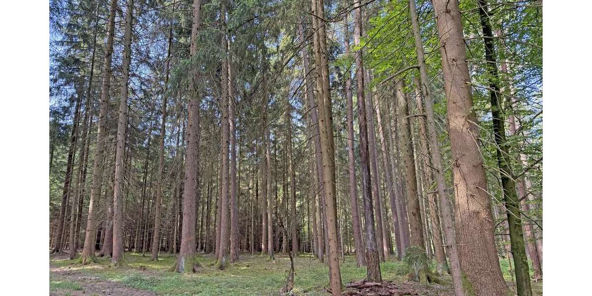 Grundstück Beilngries - 20.230&euro; | Angebot:26818461