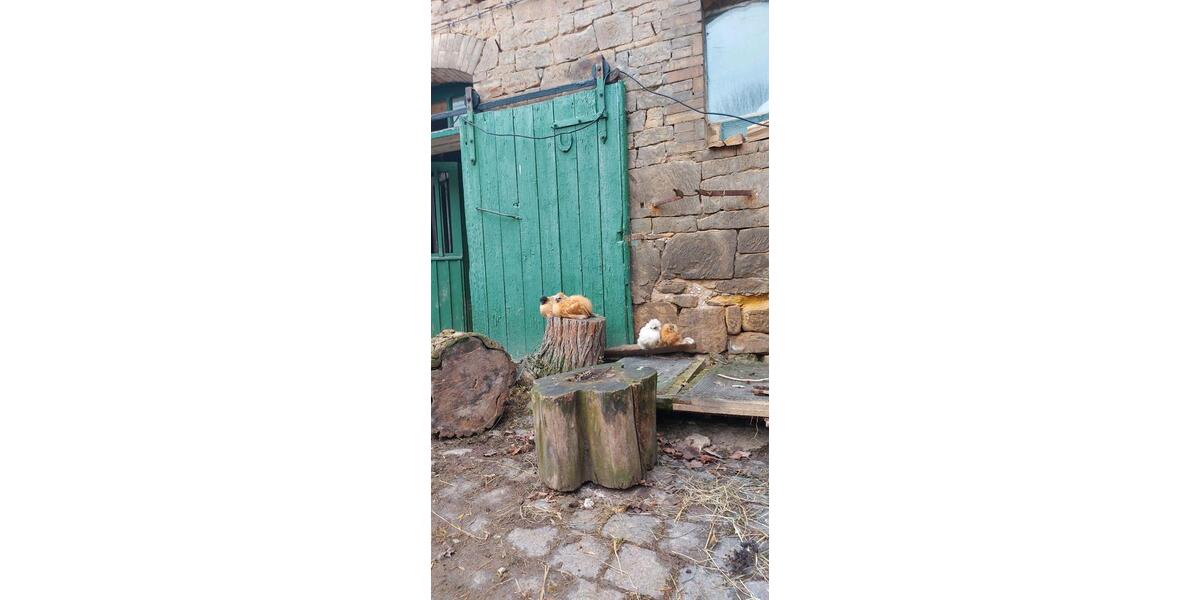 Bauernhaus, Landhaus Seegebiet Mansfelder Land - 5 Zimmer, 110 m&sup2;, 95.000&euro; | Angebot:26691298