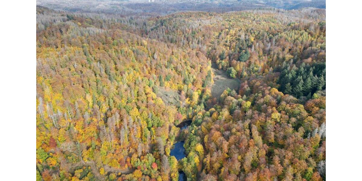 Gewerbeobjekt Bad Sachsa - 500&euro; | Angebot:24866810