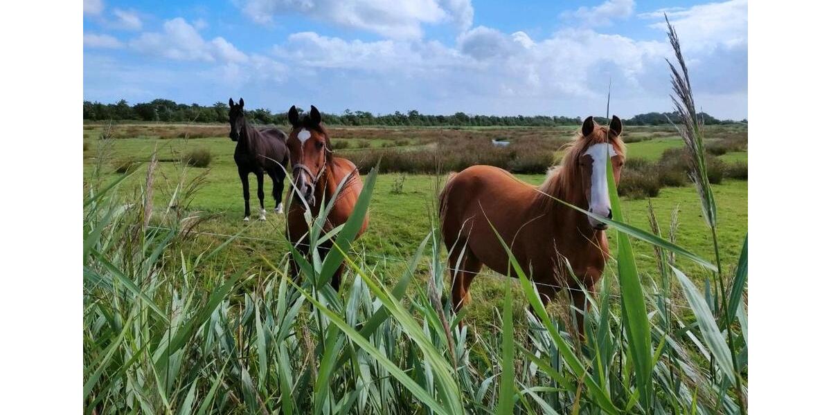 Einfamilienhaus Wyk Auf Föhr - 1.750.000&euro; | Angebot:26738882