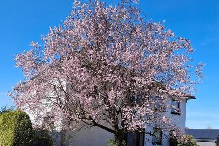 Stadtvilla in Dülmen Zentrumsnah 5 zimmer