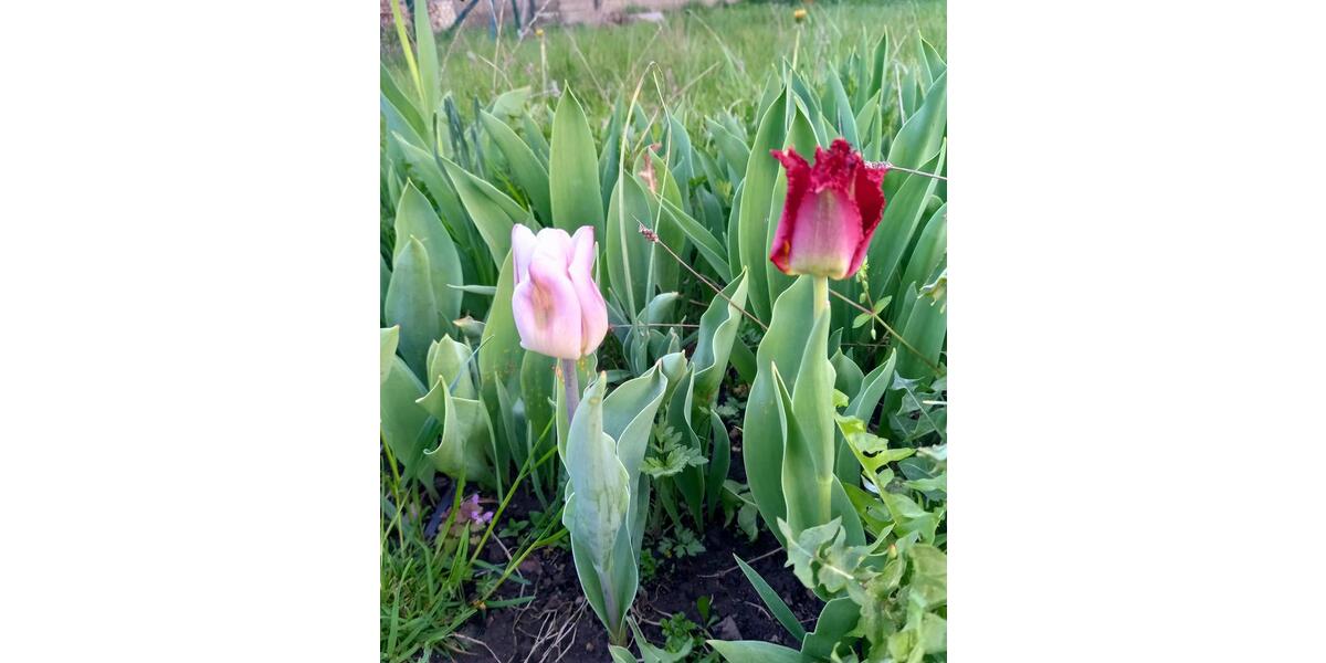 Grundstück Blankenhain - 5.300&euro; | Angebot:20269682