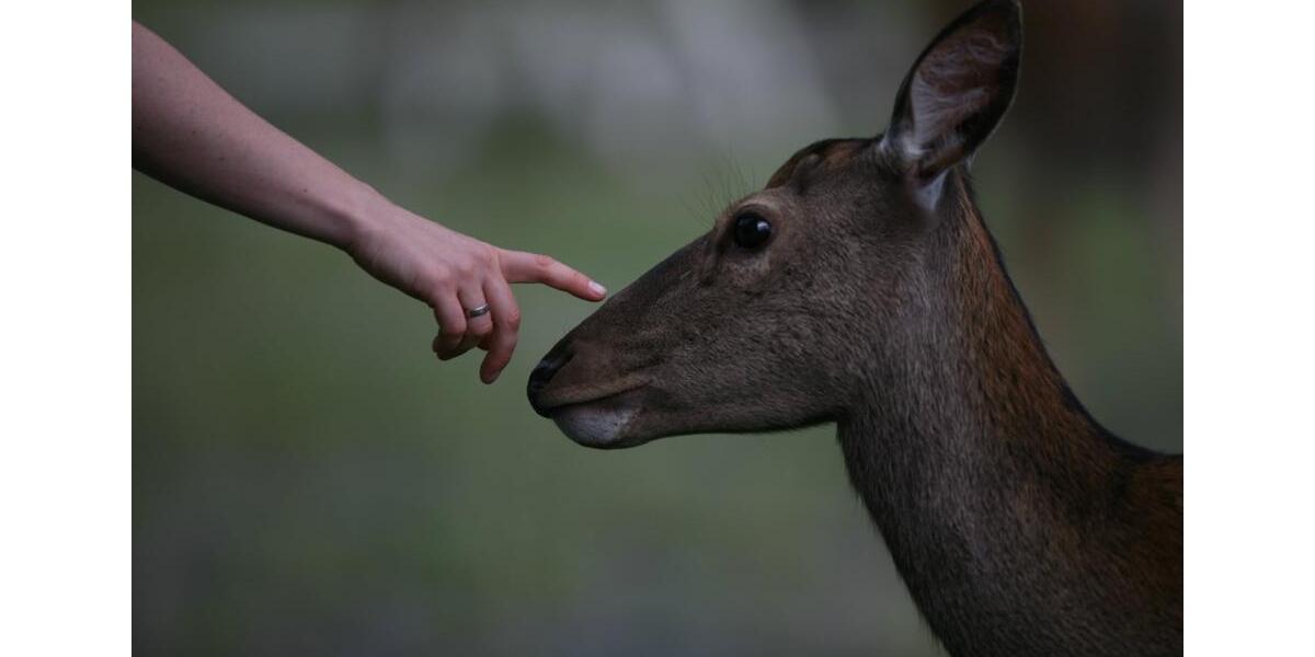 Einfamilienhaus Bad Lauterberg im Harz - 3 Zimmer, 180 m&sup2;, 950&euro; | Angebot:24834099