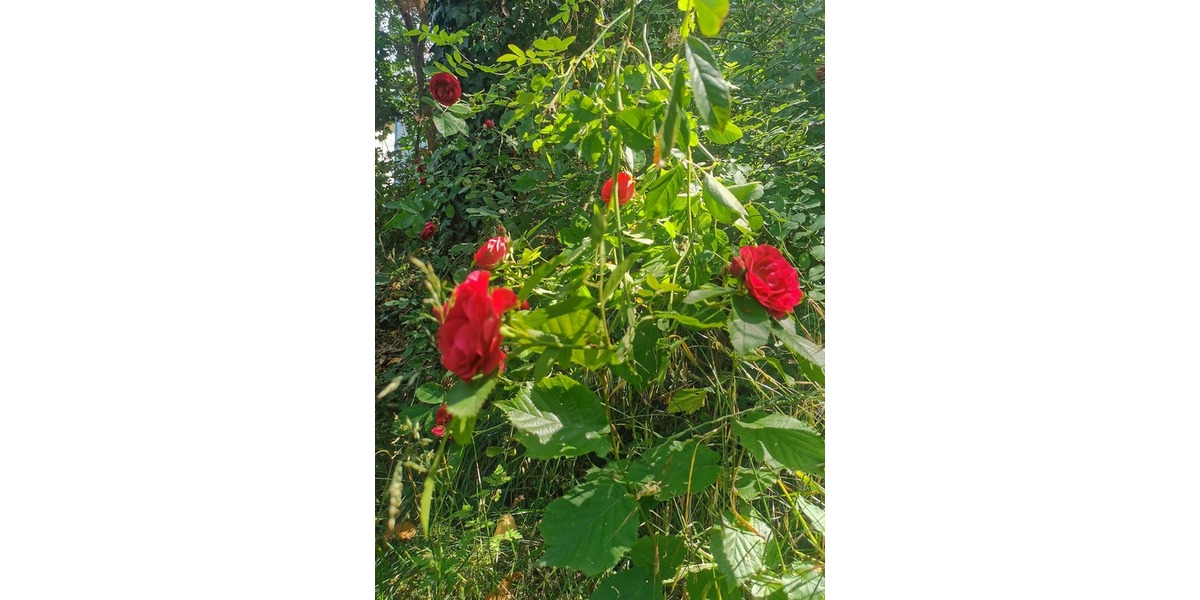 Wochenendgrundstück mit direktem Seezugang - am Elsensee in Grünheide (Mark) - Bungalow Grünheide (Mark) | Angebot:21717230