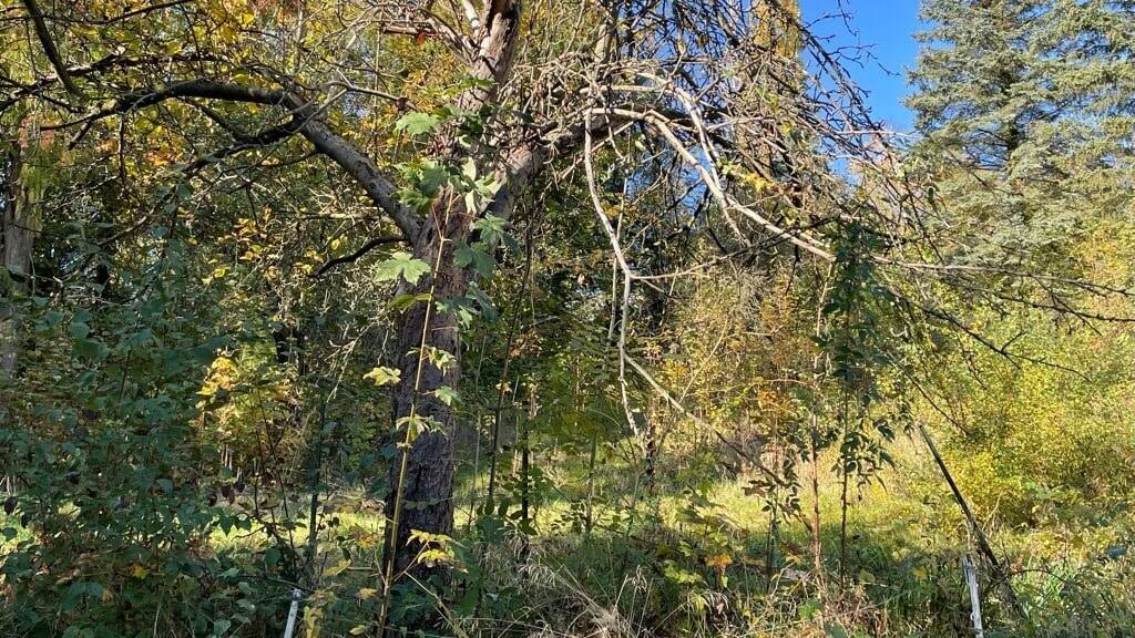 Grundstück Freital Weißig - 85.000&euro; | Angebot:23987562