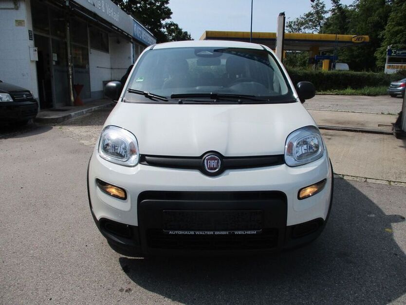 Panda
