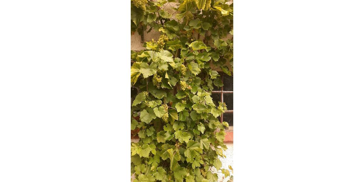 Reihenhaus Teterow - 6 Zimmer, 101 m&sup2;, 112.950&euro; | Angebot:25236788