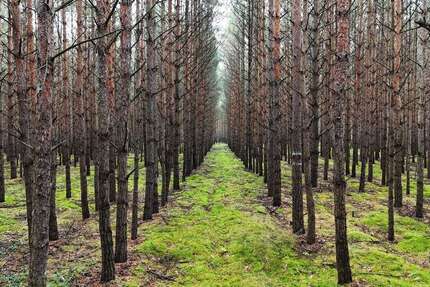 Grundstück Bernsdorf - 15.278&euro; | Angebot:23420620