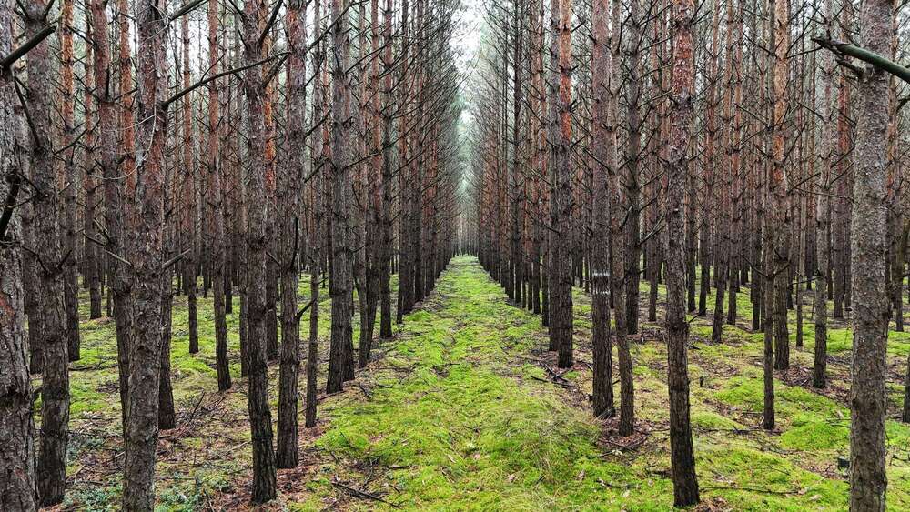 Grundstück in Bernsdorf 15.278 € 6528 m² zimmer