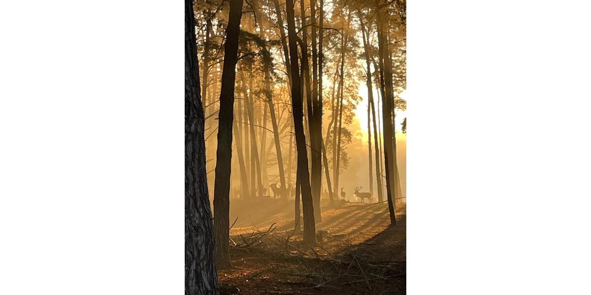 Bauernhaus, Landhaus Schorfheide - 8 Zimmer, 220 m&sup2;, 310.000&euro; | Angebot:26124810