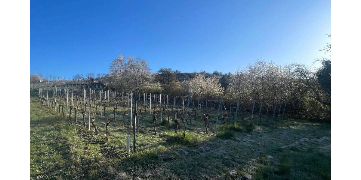 Grundstück Vaihingen an der Enz Vaihingen - 5.900&euro; | Angebot:25708063