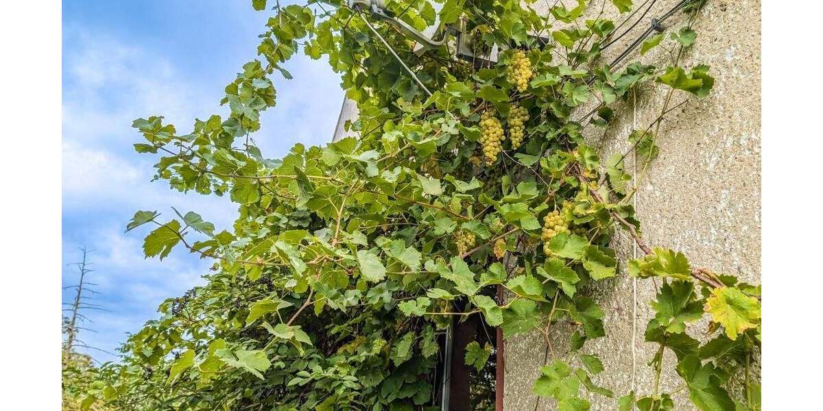 Grundstück Markranstädt Quesitz - 169.000&euro; | Angebot:24620660