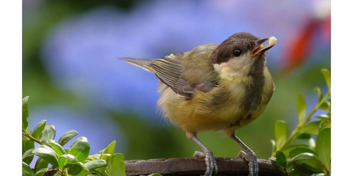 Terrassenwohnung Berlin Französisch Buchholz - 3 Zimmer, 69 m&sup2;, 810&euro; | Angebot:26345385