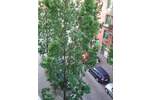 60m² im Herzen von St. Pauli • 3-Zi.-Altbau-Whg mit Westbalkon 3 zimmer